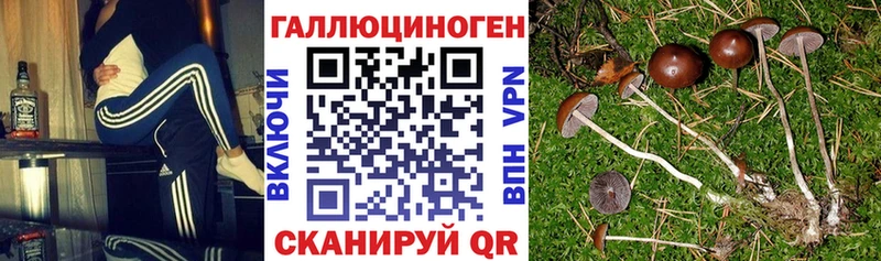 Псилоцибиновые грибы Psilocybine cubensis  Пыталово 